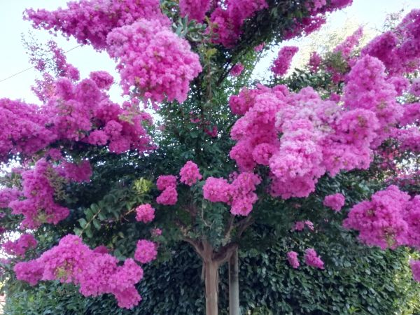 Cost of Crape Myrtle Pruning in Charleston