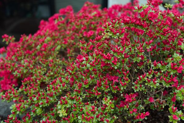 Cost of Weigela Removal Service in Charleston