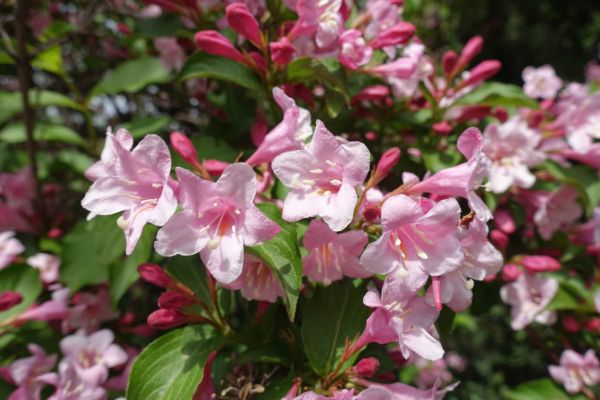 Cost of Weigela Pruning Service in Charleston