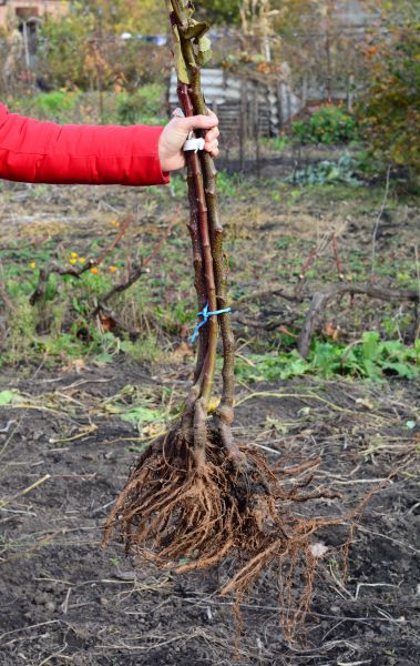 Cost of Shrub Root Removal in Charleston