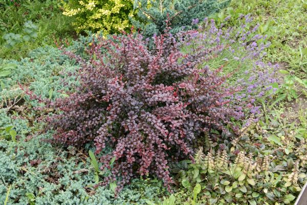 Cost of Japanese Barberry Removal in Charleston