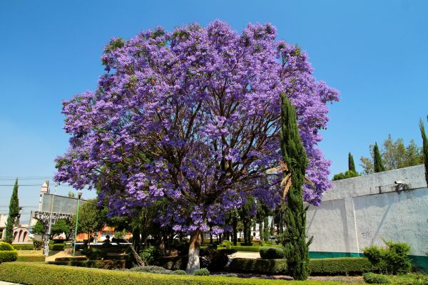 Cost of Jacaranda Pruning in Charleston