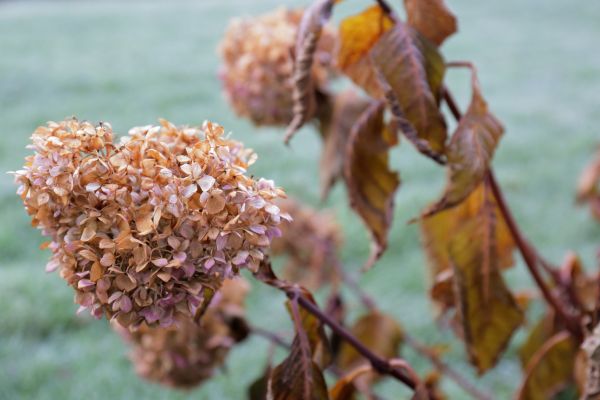 Cost of Hydrangea Removal in Charleston