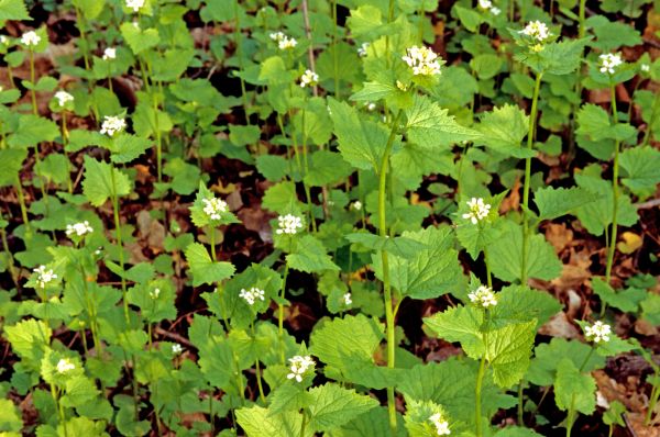 Cost of Garlic Mustard Removal in Charleston