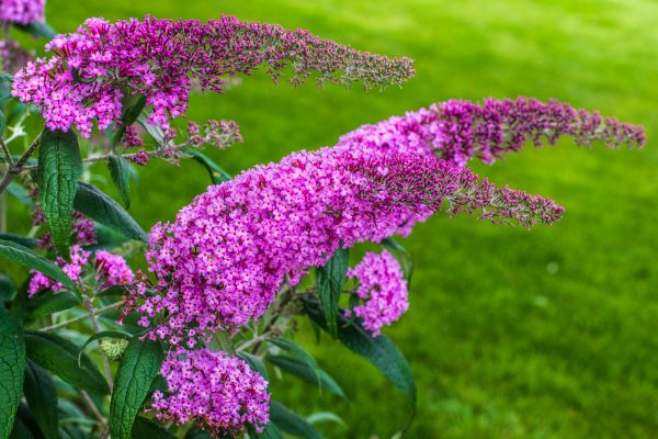 Cost of Butterfly Bush Removal in Charleston