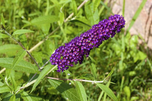 Butterfly Bush Pruning in Charleston