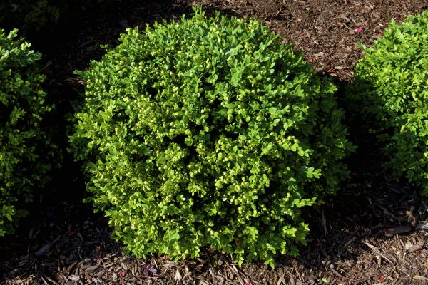 Cost of Boxwood Removal in Charleston