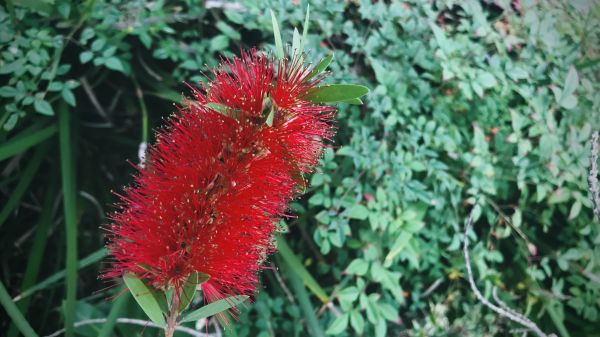 Cost of Bottlebrush Pruning in Charleston