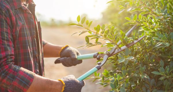 Cost of Shrub Pruning in Charleston