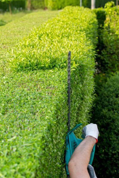 Hedge Trimming in Charleston